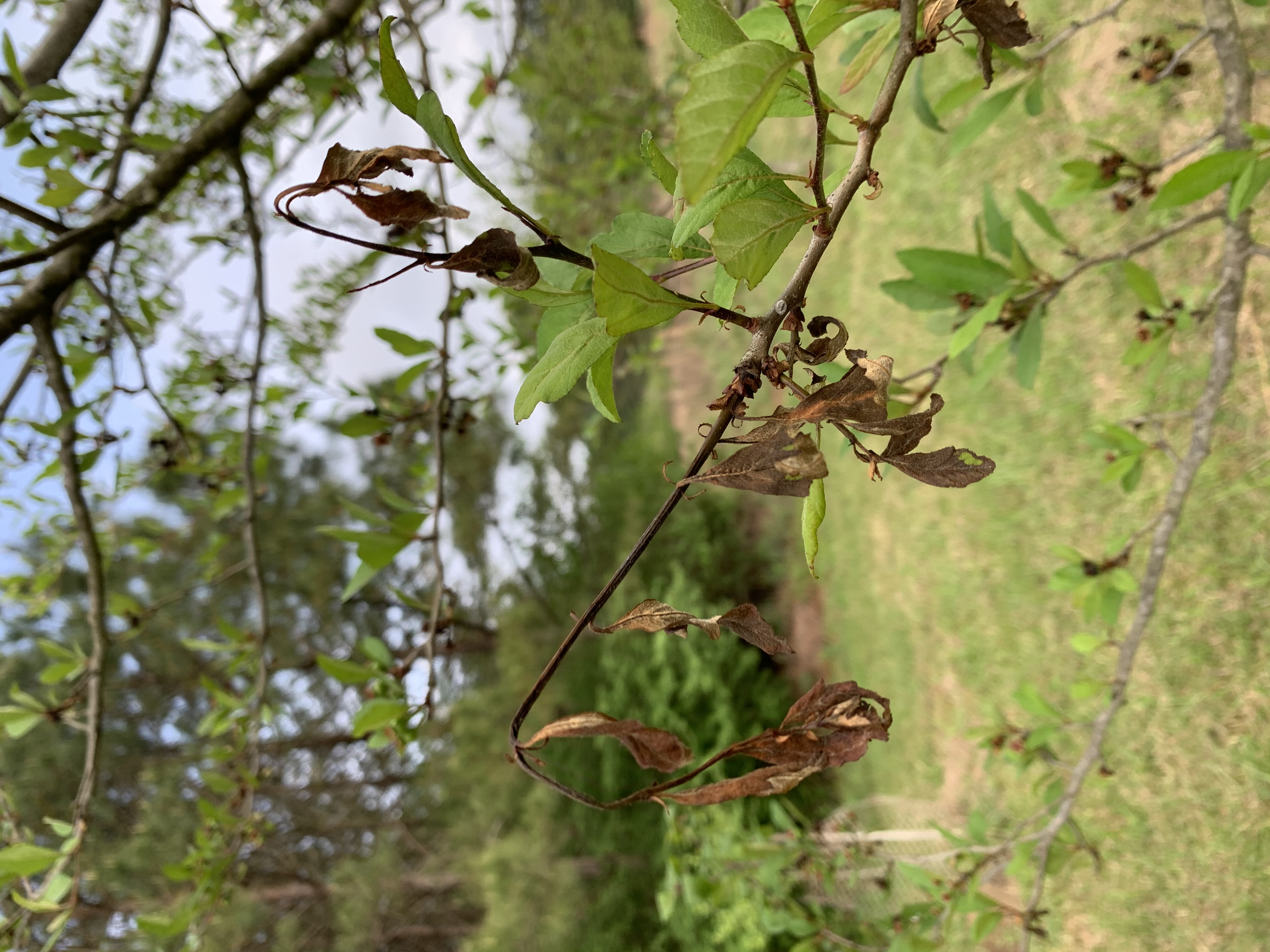 A dry branch on a tree.